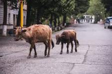 Запрещен выпас скота на территории столицы 